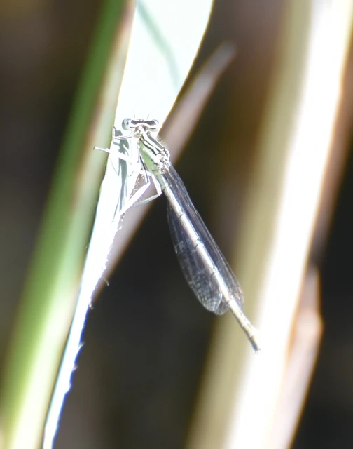 Platycnemis pennipes - széleslábú szitakötő