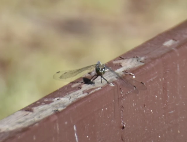 Orthetrum cancellatum - feketefarkú pásztorszitakötő