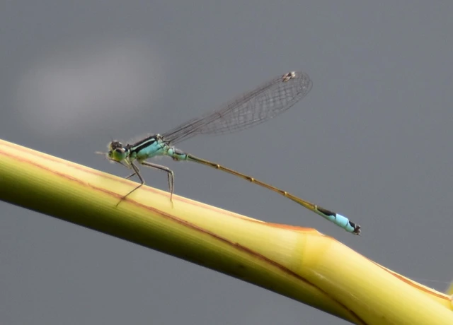 Ischnura elegans pontica - kéköves légivadász