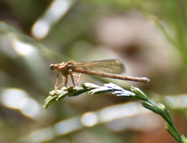 Platycnemis pennipes - széleslábú szitakötő