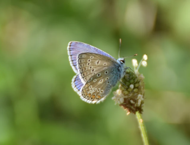 Polyommatus icarus - közönséges boglárka