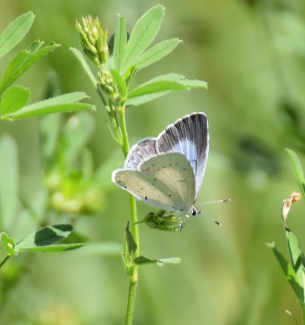 Celastrina argiolus - bengeboglárka