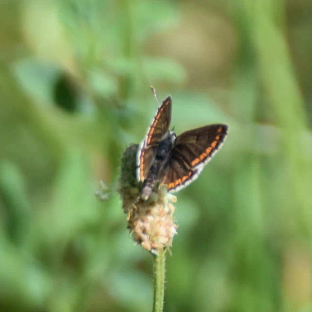 Aricia agestis - szerecsenboglárka