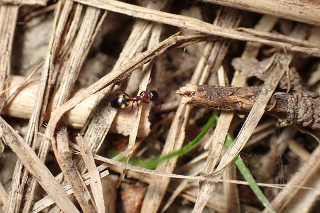 Dolichoderus quadripunctatus - négypettyes erdeihangya