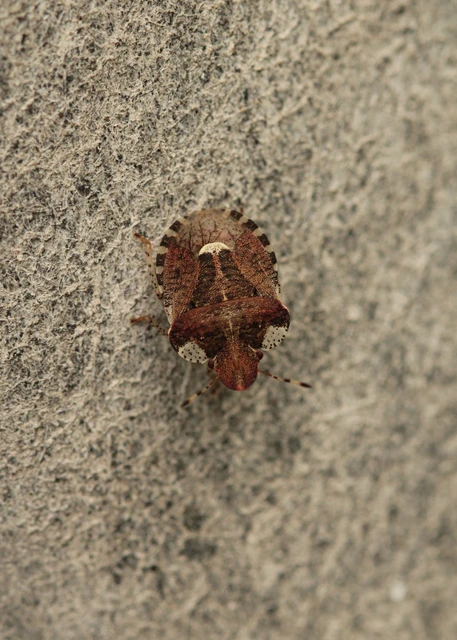 Dyroderes umbraculatus Dyroderes umbraculatus