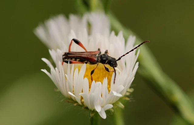 Stenopterus rufus - tarkacsápú keskenyfedőscincér
