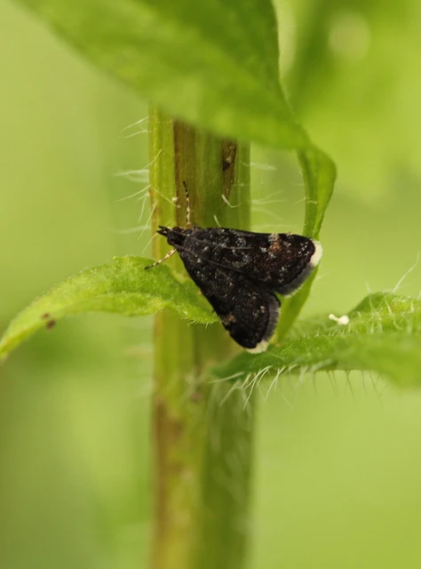 Heliothela wulfeniana - fényes kormosmoly