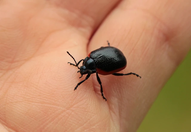 Chrysolina rossia - trapézhátú szegélyeslevelész