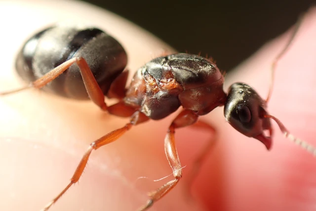 Formica cunicularia - gyakori rabszolgahangya