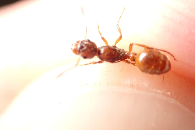 Myrmica rubra - közönséges bütyköshangya
