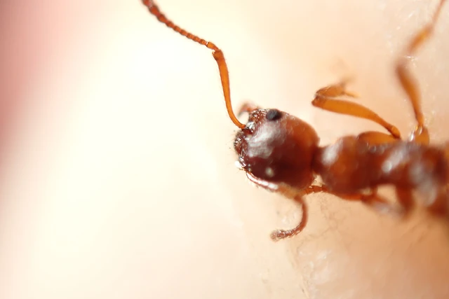 Myrmica rubra - közönséges bütyköshangya
