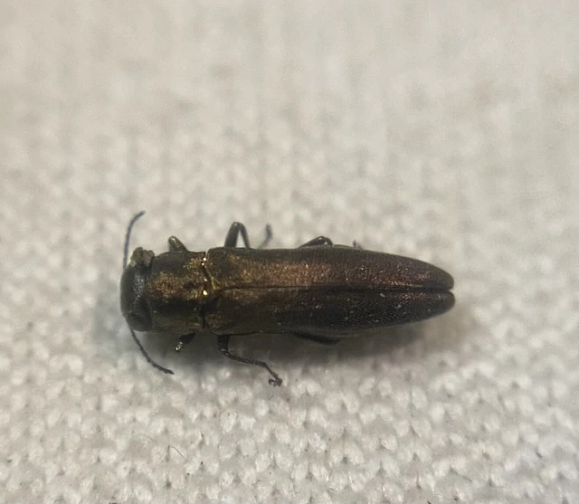 Agrilus roscidus - benge-karcsúdíszbogár