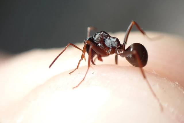 Formica fusca - kormos rabszolgahangya