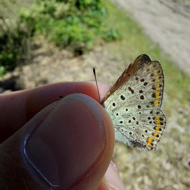 Lycaena tityrus - barna tűzlepke
