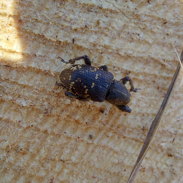 Hylobius abietis - nagy fenyvesormányos