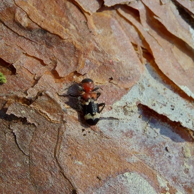 Thanasimus formicarius - vörösnyakú szúfarkas
