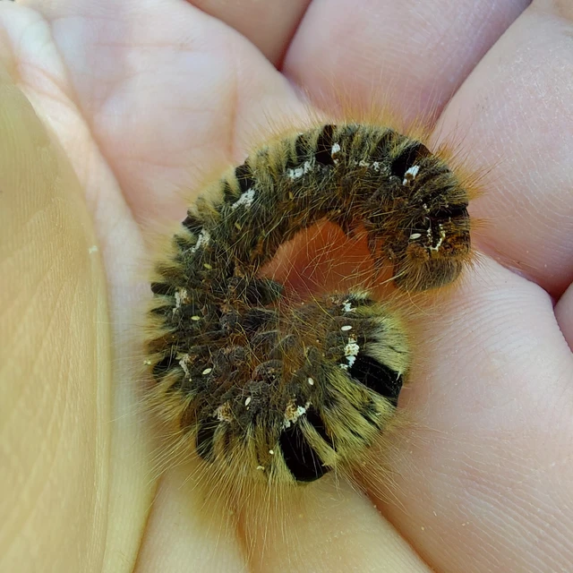 Lasiocampa quercus - tölgyfaszövő