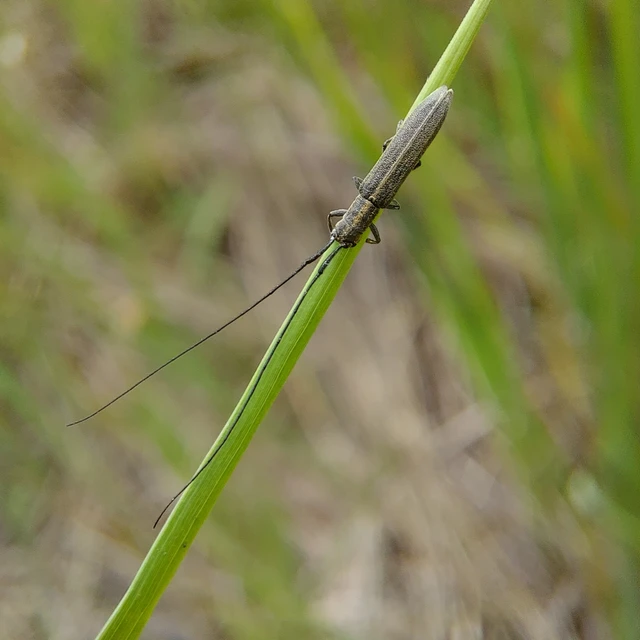 Calamobius filum - hosszúcsápú szalmacincér