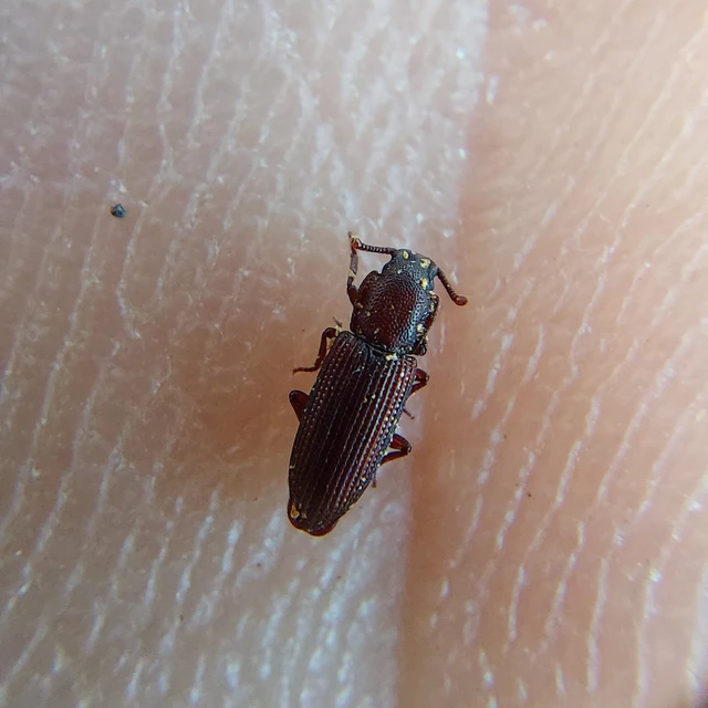 Pycnomerus terebrans - bordás héjbogár Pycnomerus terebrans - bordás héjbogár