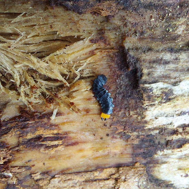 Lygistopterus sanguineus - vérbogár