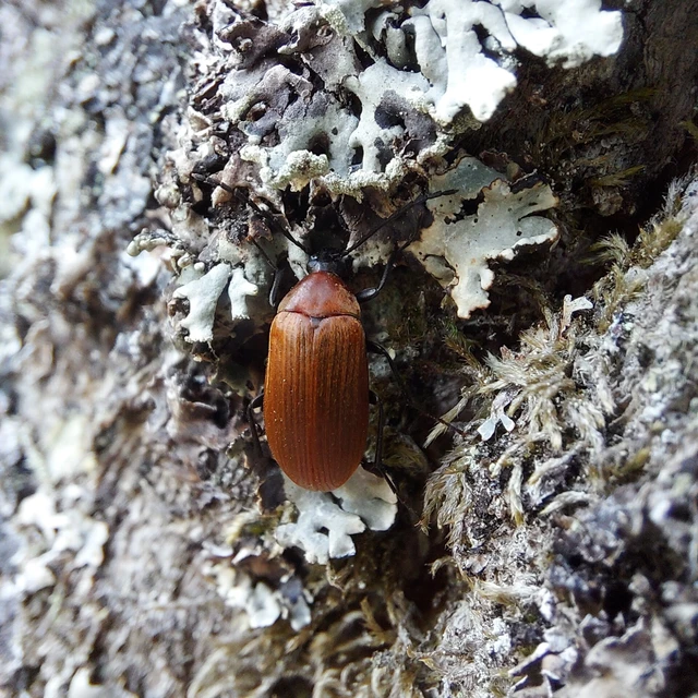 Pseudocistela ceramboides - narancssárga alkonybogár