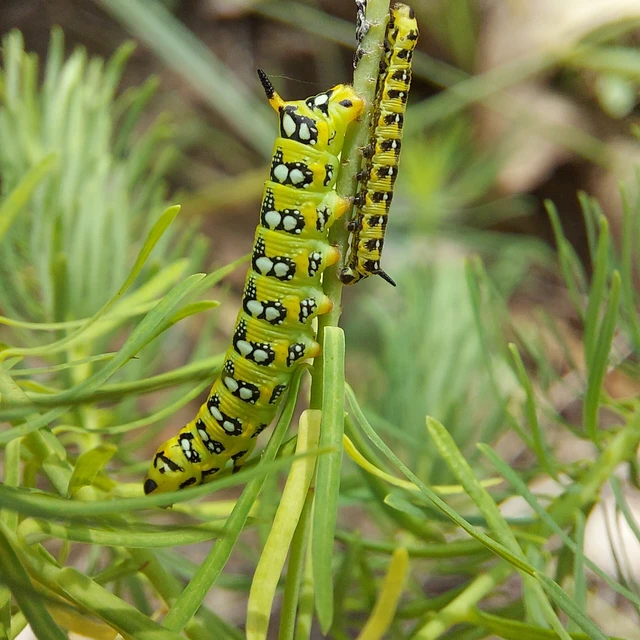 Hyles euphorbiae - kutyatejszender