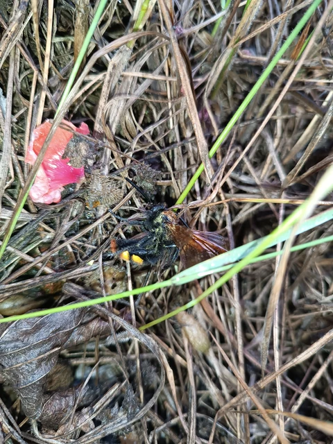 Megascolia maculata - óriás-tőrösdarázs