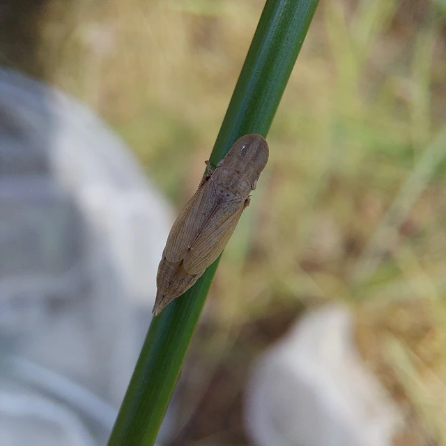 Glossocratus foveolatus Glossocratus foveolatus
