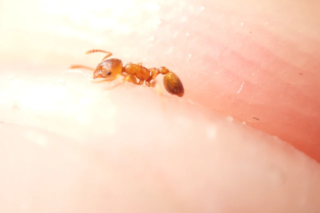 Temnothorax crassispinus - gubacslakó kéreghangya