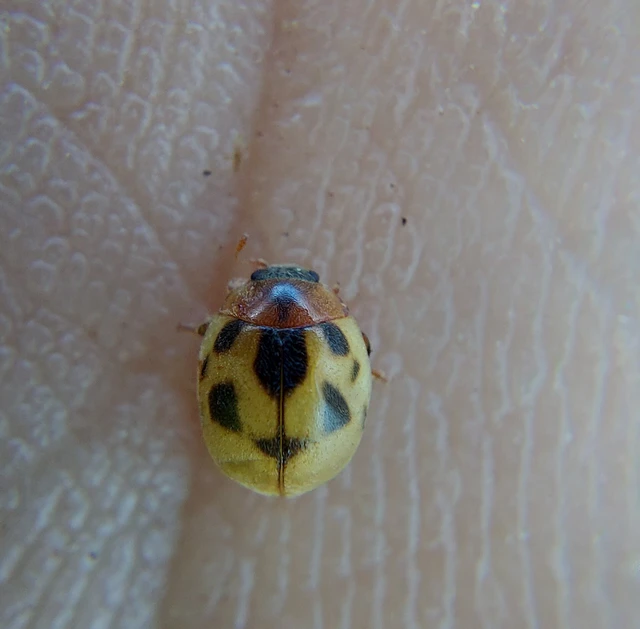 Cynegetis impunctata - pázsitfűböde
