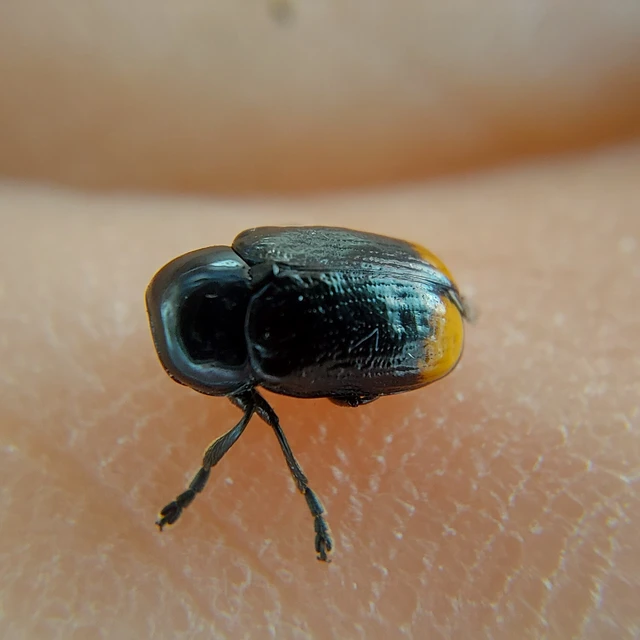 Cryptocephalus biguttatus
