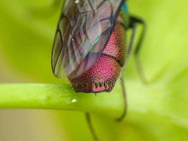 Chrysis subsinuata