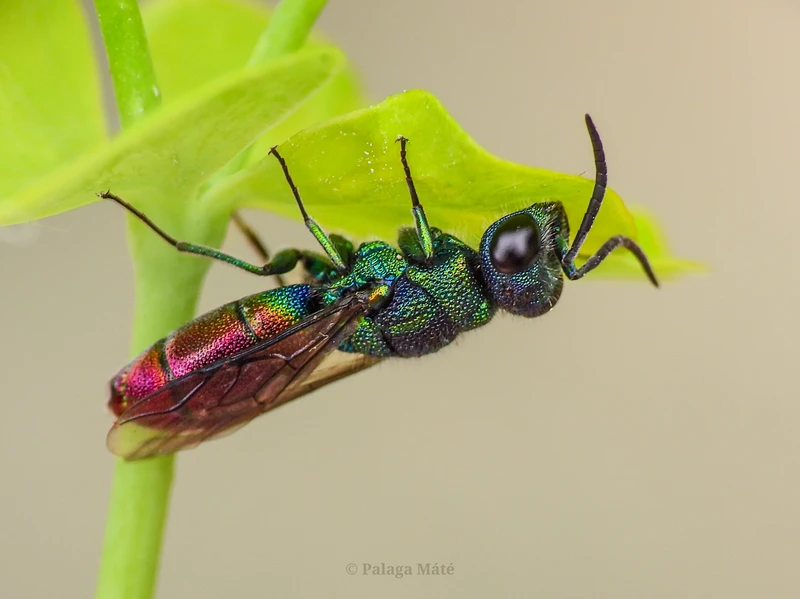 Chrysis subsinuata