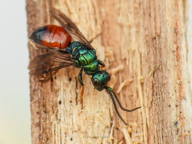 Cleptes