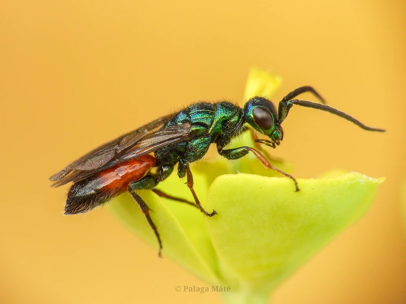 Cleptes