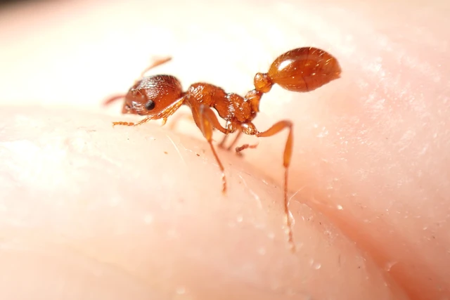 Myrmica rubra - közönséges bütyköshangya