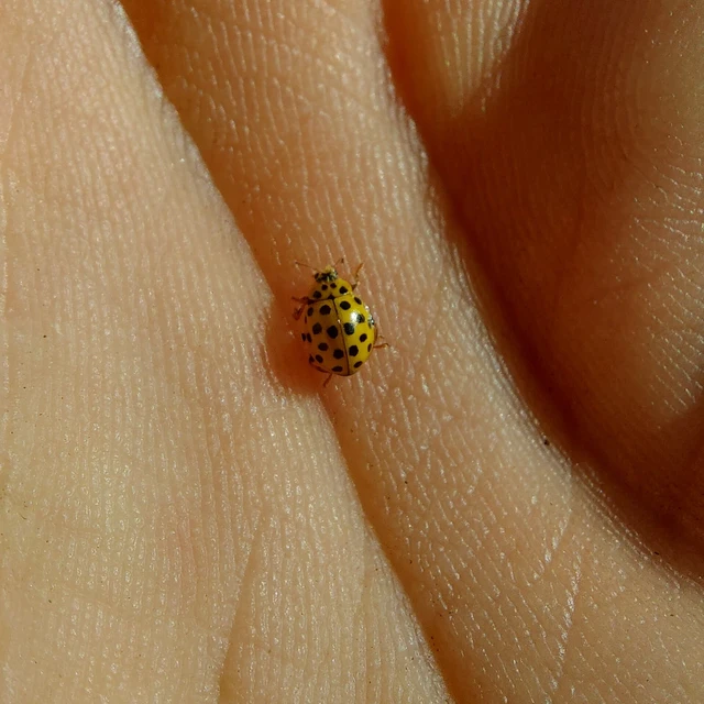 Psyllobora vigintiduopunctata - huszonkétpettyes katica