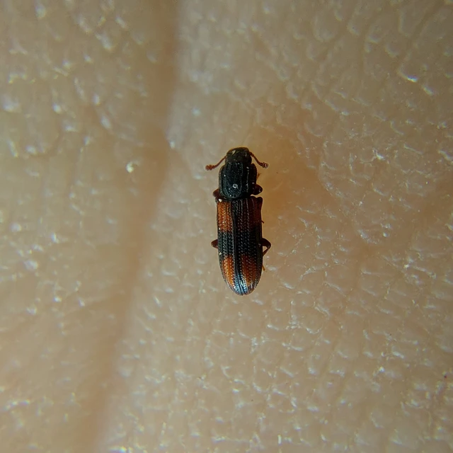 Bitoma crenata - szalagos héjbogár Bitoma crenata - szalagos héjbogár