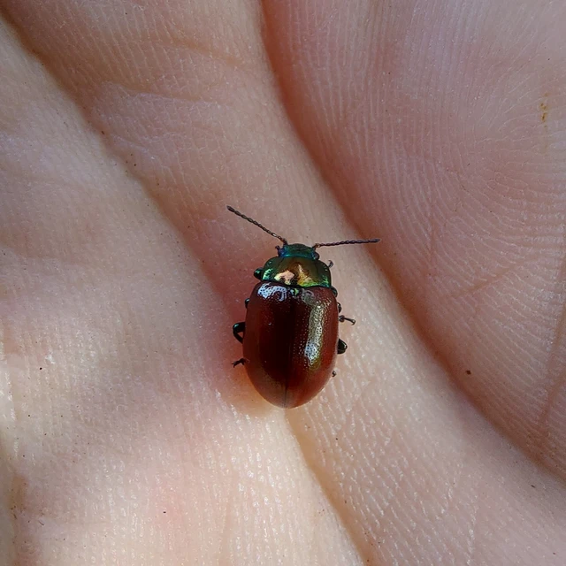Chrysolina polita - réti mentalevelész Chrysolina polita - réti mentalevelész