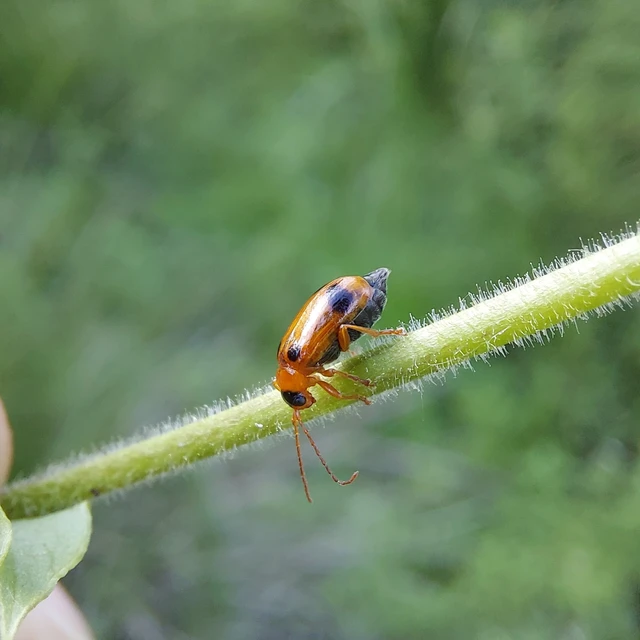 Phyllobrotica quadrimaculata - csukókalevelész