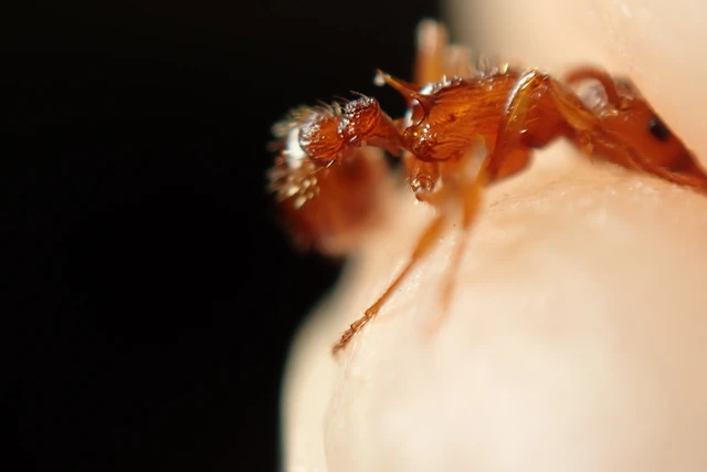 Myrmica sabuleti - gyakori bütyköshangya
