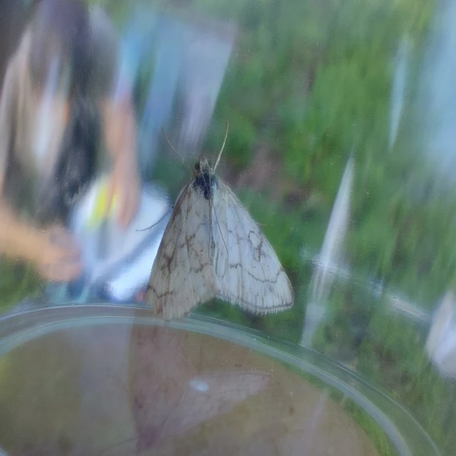 Evergestis pallidata - szalmaszínű dudvamoly
