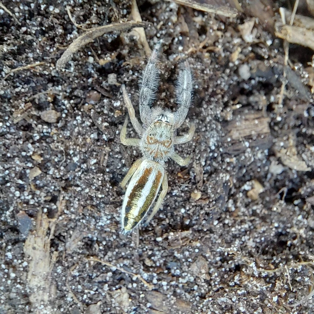 Mendoza canestrinii - mediterrán nádiugrópók