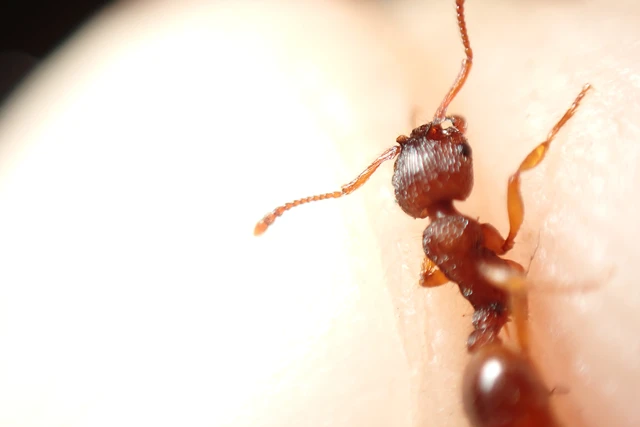 Myrmica sabuleti - gyakori bütyköshangya