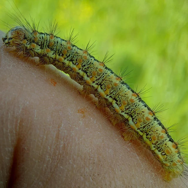 Simyra albovenosa - mocsári lándzsásbagoly