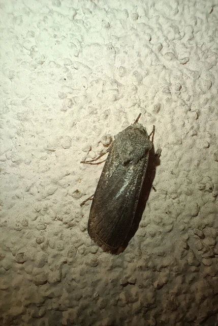 Agrotis segetum - vetési földibagoly