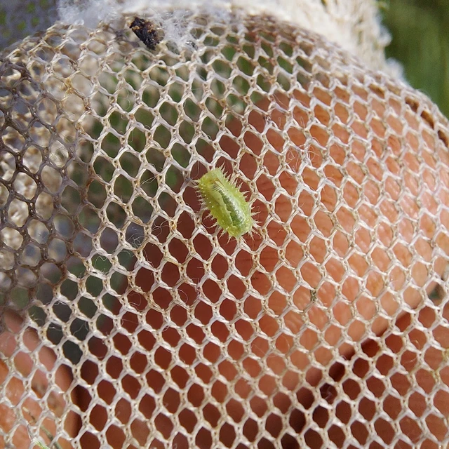 Cassida