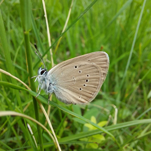 Cyaniris semiargus - aprószemes boglárka