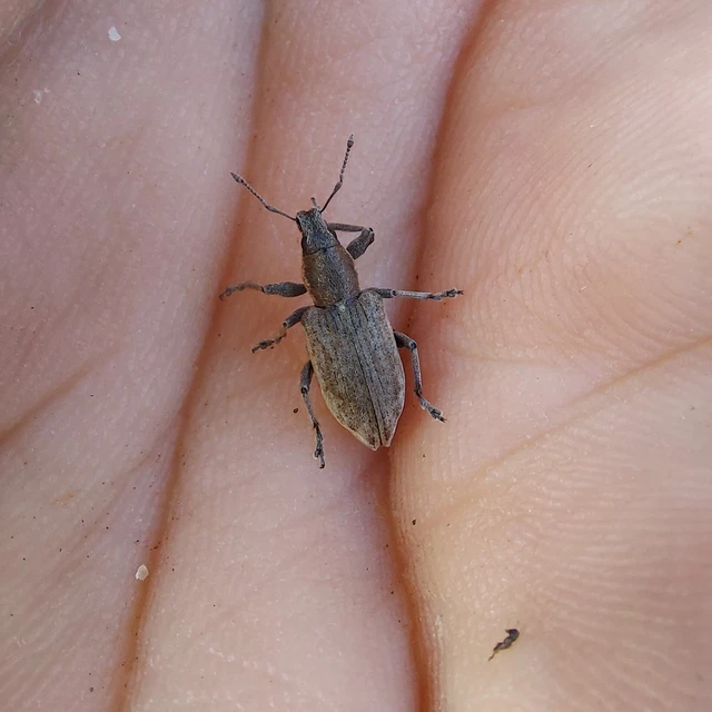 Tanymecus palliatus - közönséges hegyesfarúbarkó