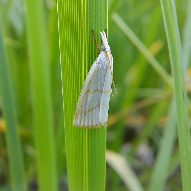 Calamotropha aureliellus - aranyszínű nádlevélmoly